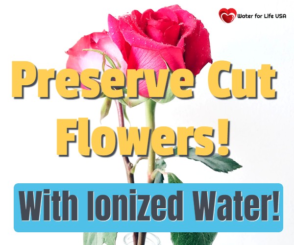 
                    Use Acidic Ionized Water to Keep Flowers Beautiful