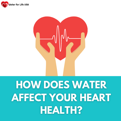 
                    How Water Affects Your Heart Health