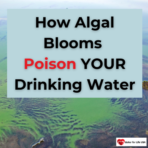 
                    It’s Summer…Watch Out for Algae Blooms Contaminating YOUR Drinking Water