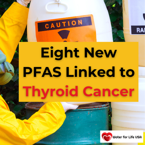 
                    Eight New PFAS Linked to Thyroid Cancer